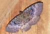 Erebus walkeri